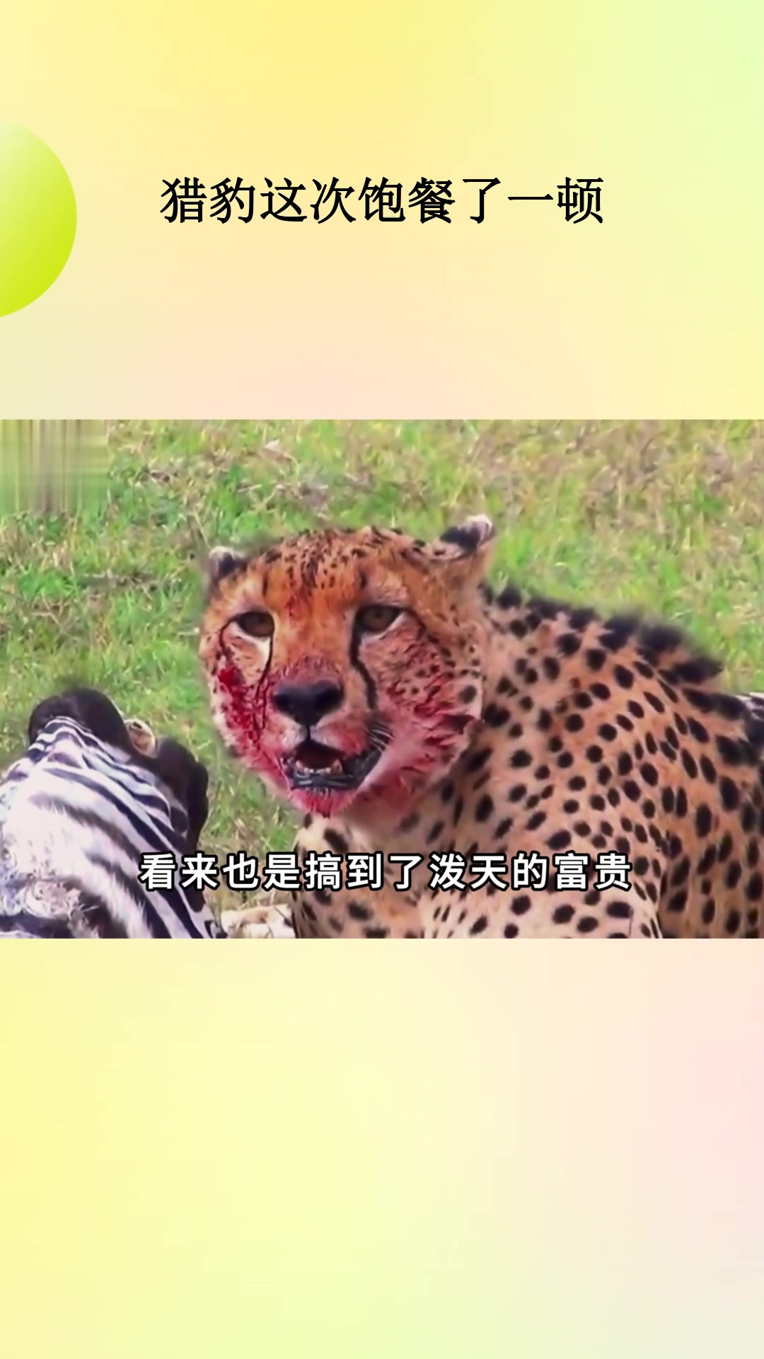 骗子猎豹(开挂猎豹下载手机版)